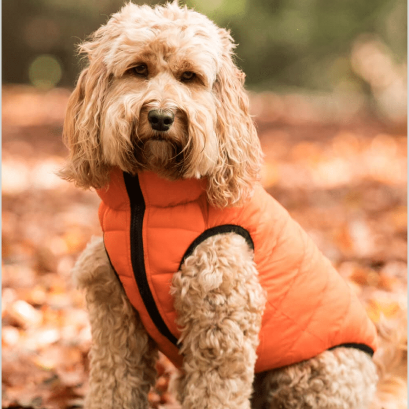 H&H ORANGE_NAVY