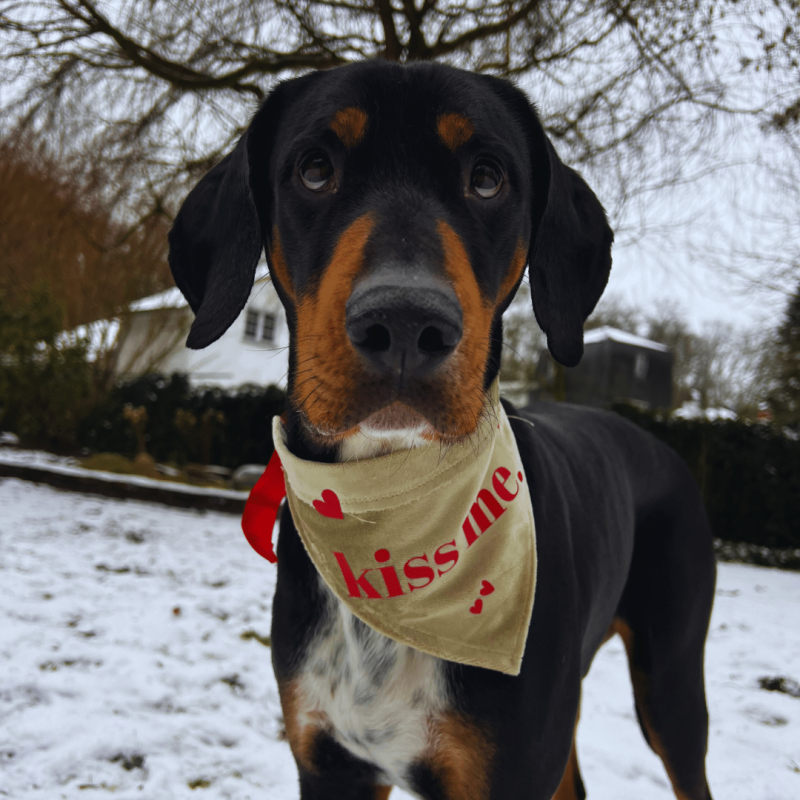 kiss me bandana